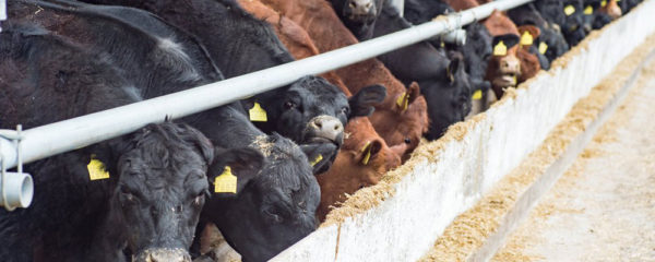 évolution des besoins nutritifs d’un ruminant