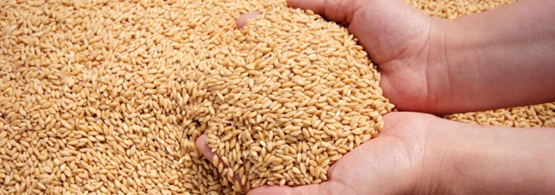 Le cours de vente de blé en ligne