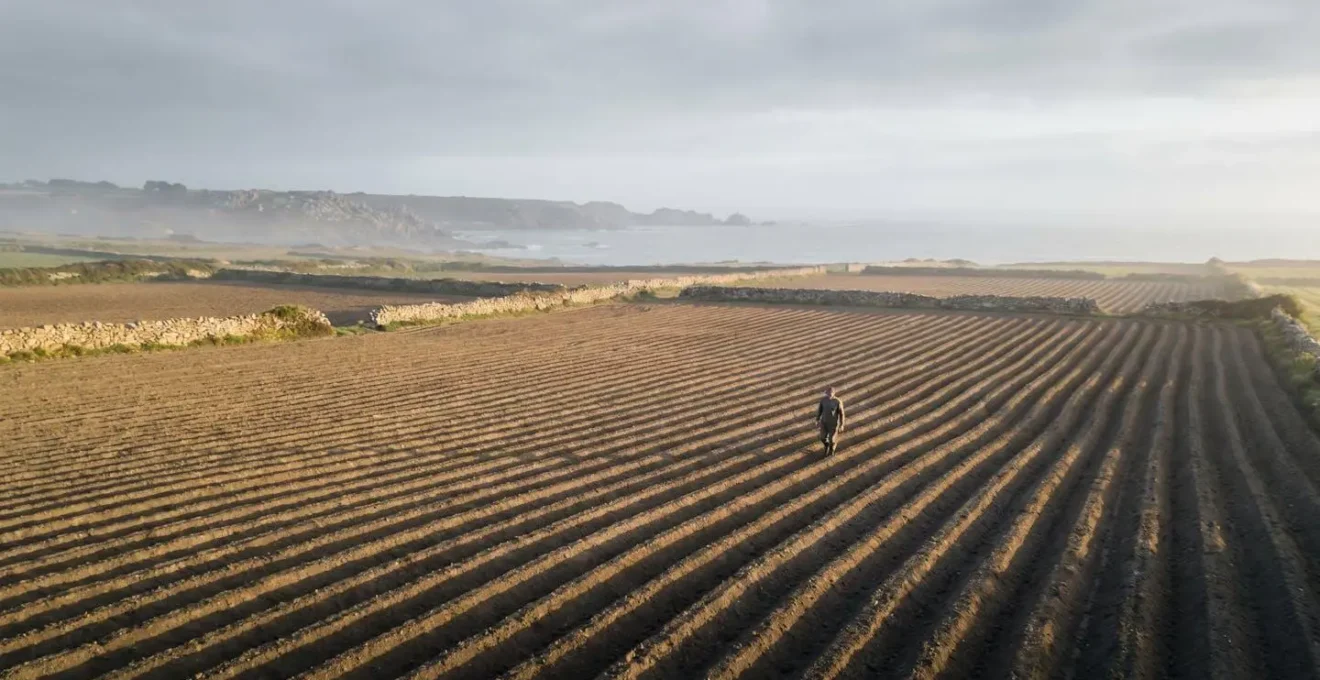 Champs de pommes de terre en rangs sur la cote nord de la Bretagne avec lumiere douce et ocean en arriere-plan
