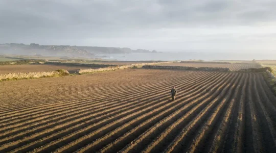 Champs de pommes de terre en rangs sur la cote nord de la Bretagne avec lumiere douce et ocean en arriere-plan