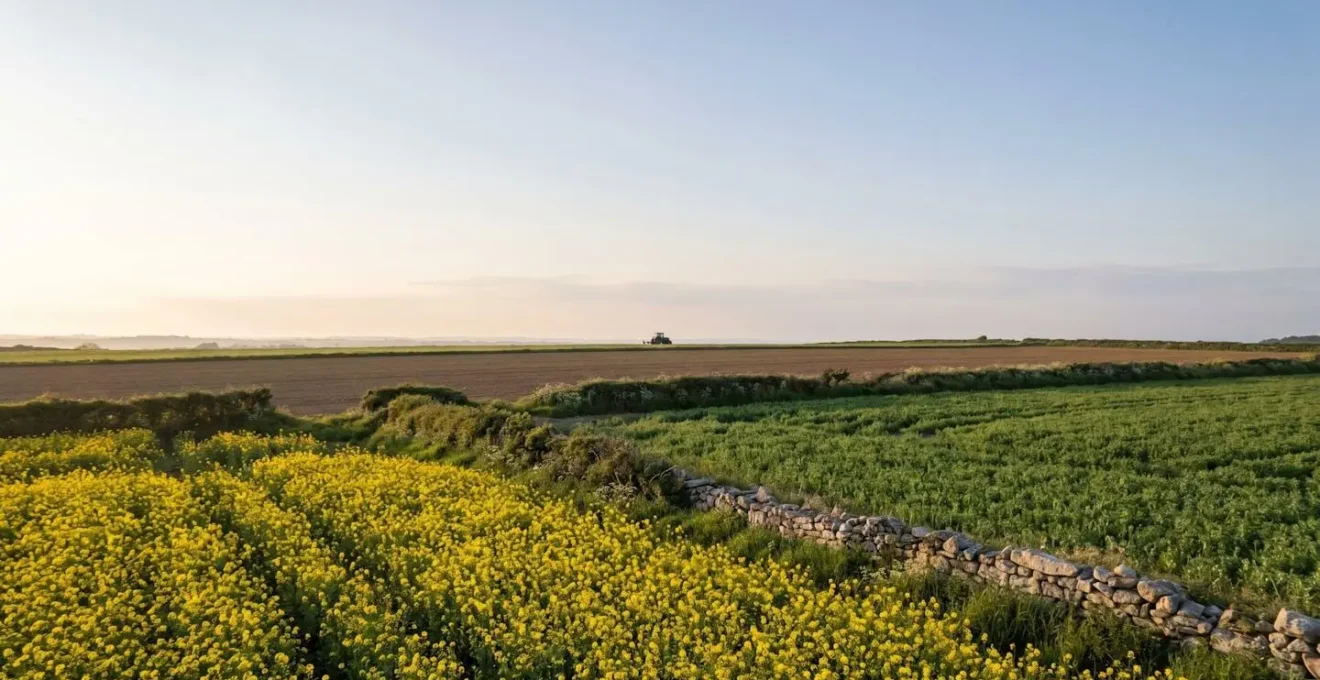 Vue d'ensemble d'un paysage agricole breton associant un champ de colza en fleurs et une parcelle de pois protéagineux, sous une lumière douce