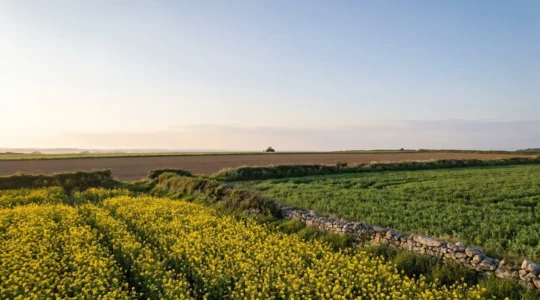 Vue d'ensemble d'un paysage agricole breton associant un champ de colza en fleurs et une parcelle de pois protéagineux, sous une lumière douce