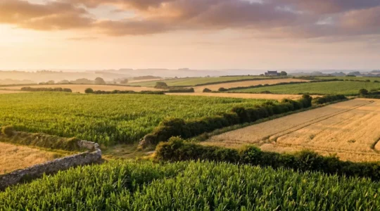 Vue panoramique d'un paysage agricole breton mêlant parcelles de maïs et de blé entourées de haies bocagères sous une lumière douce