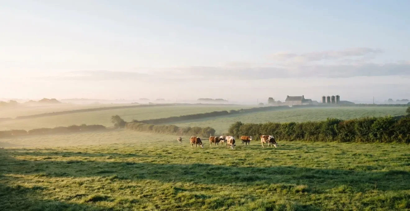 Vaches laitières broutant une prairie verdoyante en Bretagne au petit matin, symbolisant la gestion du fourrage tout au long de l'année